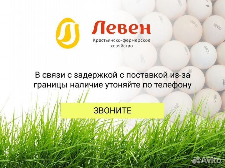 Импортное инкубационное яйцо кобб 500 росс 308