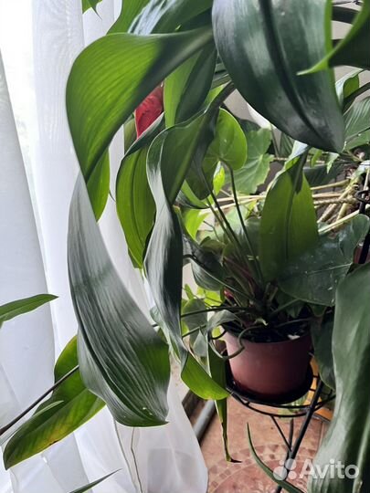 Растения для офиса