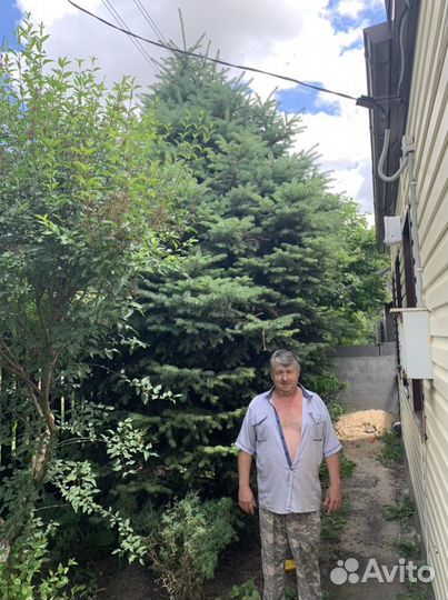 Ель голубая