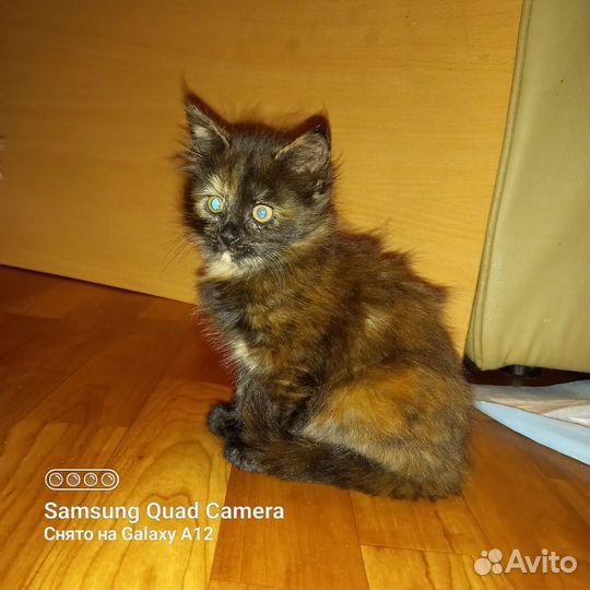 Милые котята