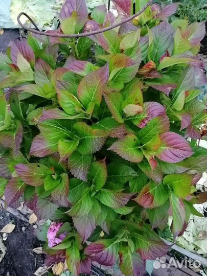 Гортензия крупнолистная