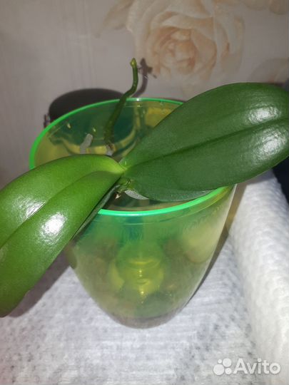 Продается детка орхидеи Дикий кот