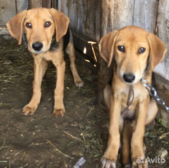 Щенки русской гончей