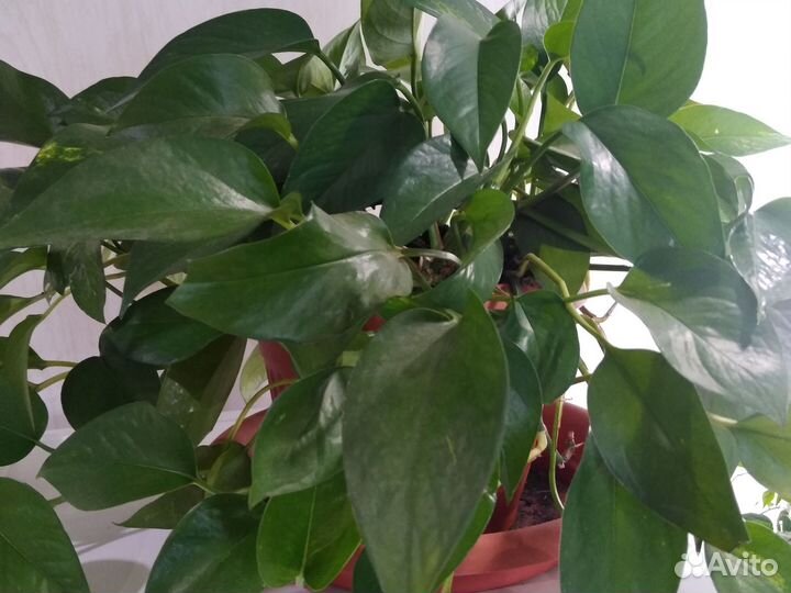 Сциндапсус