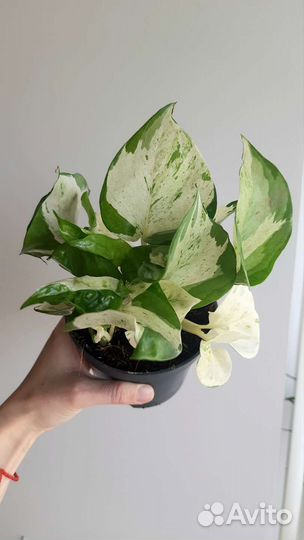 Эпипремнум Хэппи Лиф