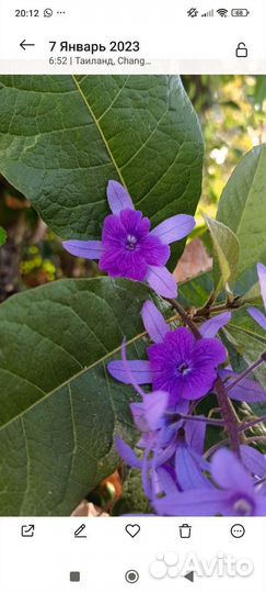 Петрея семена сбор 2024