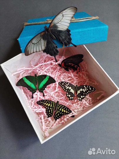 Франшиза Салюты из Живых Тропических Бабочек 2079