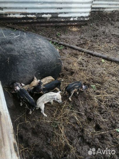 Венгерская пуховая мангалица