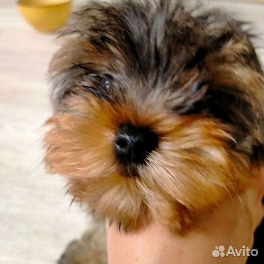 Йоркширские красавчики