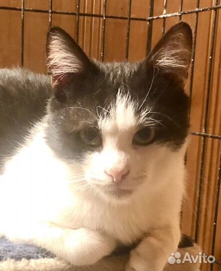 Котенок малыш на счастье