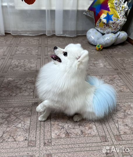 Вязка Белый Шпиц