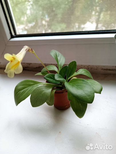 Комнатные цветы