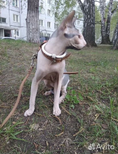 Кот для вязки сфинкс