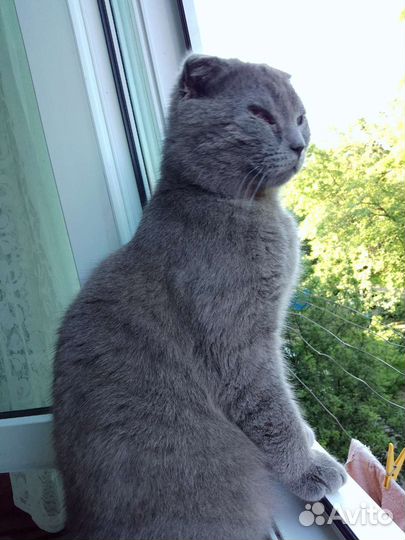 Шотландская кошка в дар
