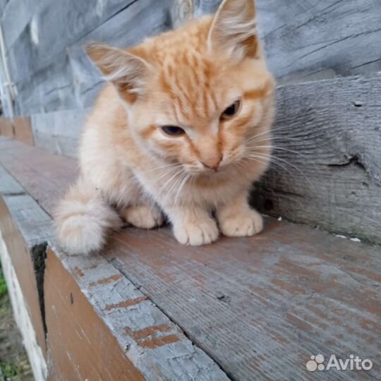 Отдам котят в хорошие руки