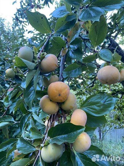 Хурма королек