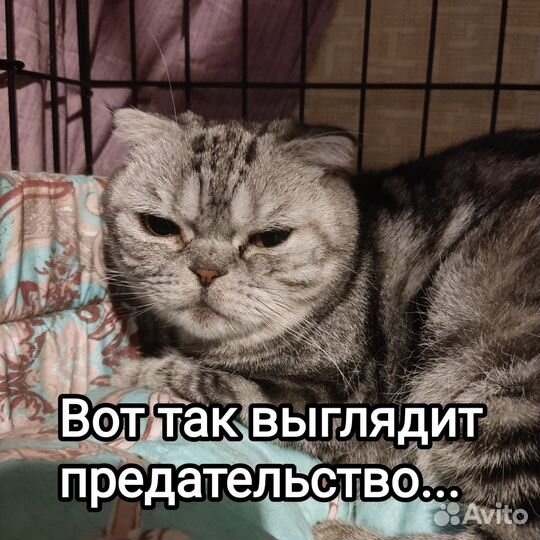 Брошенный котик Майк 1,3г.ищет любящую семью