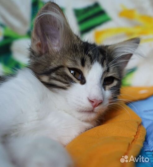 Котенок в добрые руки