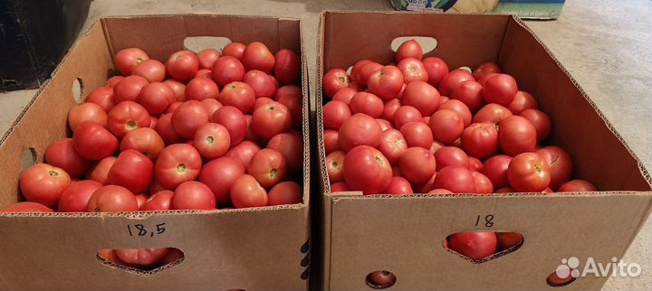 Помидоры розовые опт
