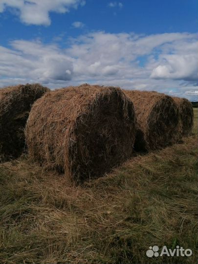 Сено в тюках 450-500 кг