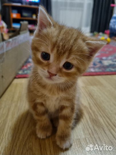 Британские котята