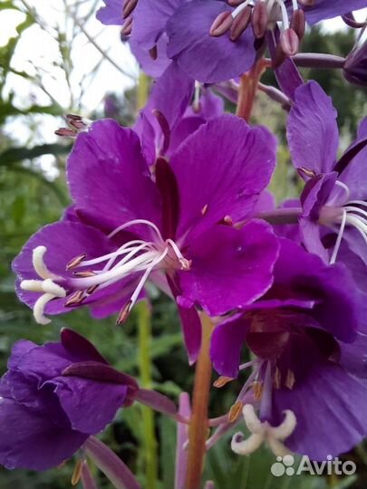 Травы корни чай с Гор Чарышского района Алтайского