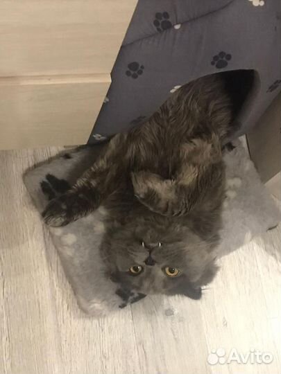 Кот на вязку