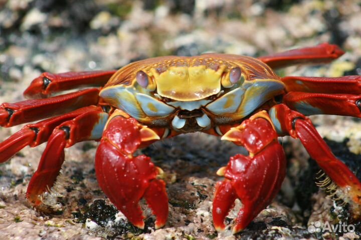 Разнорабочие на вахту в Великий Новгород