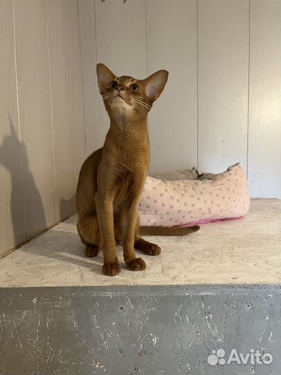 Молодой котик