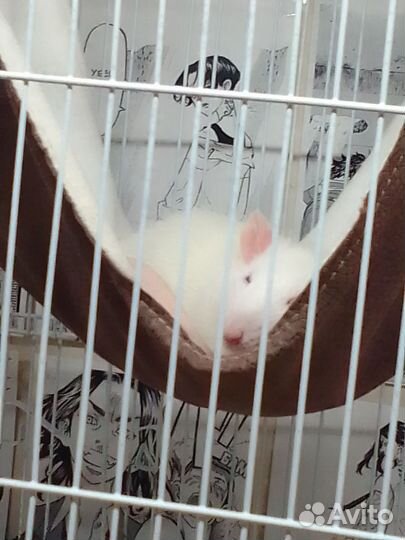 Крыса дамбо мальчик