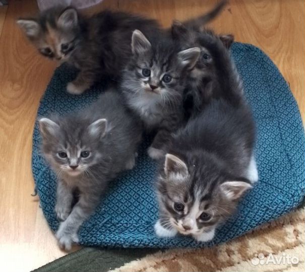 Котята отдам в добрые руки бесплатно
