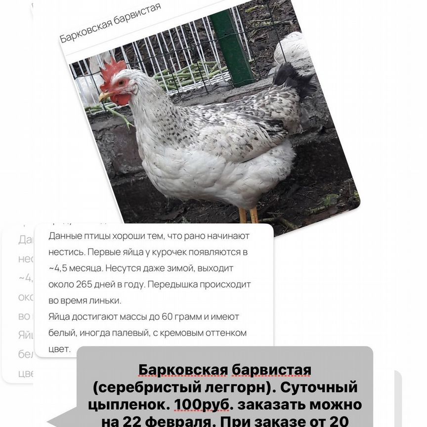 В продаже суточные цыплята