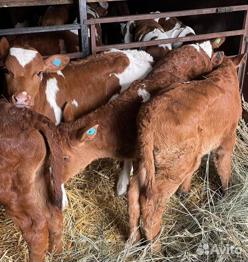 О Бычки и Тёлки на откорм