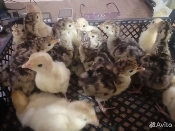 Продаём индюшат