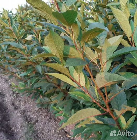 Слива карликовая