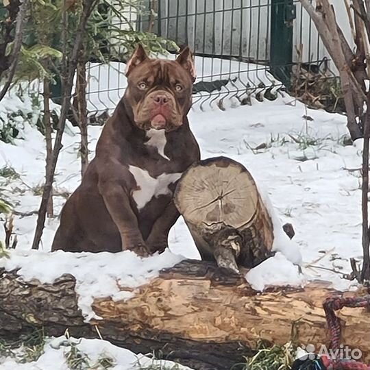 Американский булли