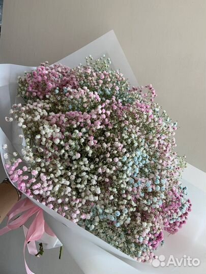 Нежная гипсофила