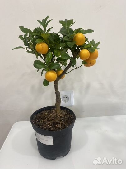 Мандариновое дерево