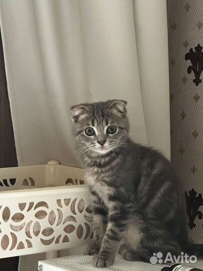 Котята Британцы