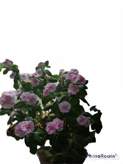 Катарантус