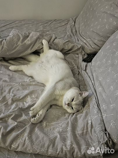 Кот вязка