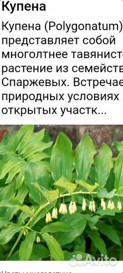 Купена.ирисы