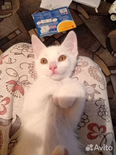 Котята в дар бесплатно