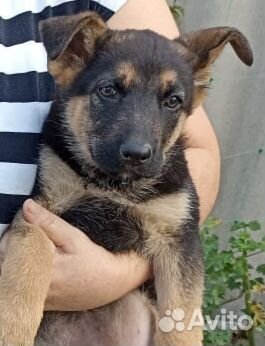 Собака немец