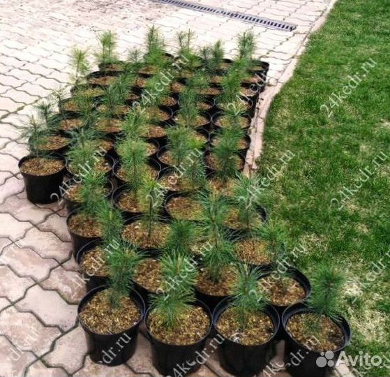 Саженцы кедра