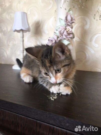 Милая девочка в поисках дома,2 мес