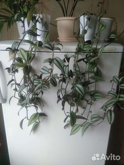 Традесканция