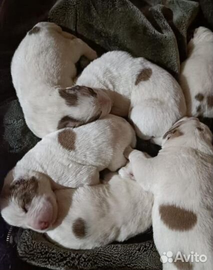 Вязка собак