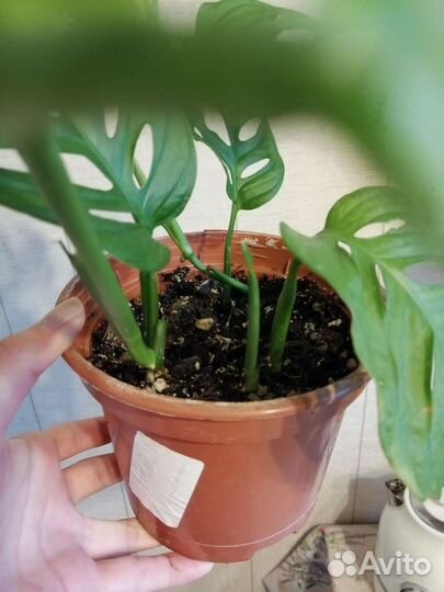 Монстера манки маск