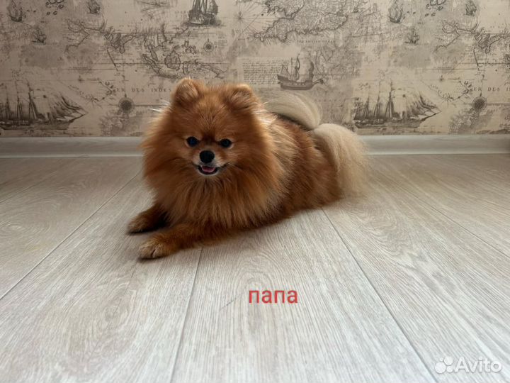 Щенки шпица